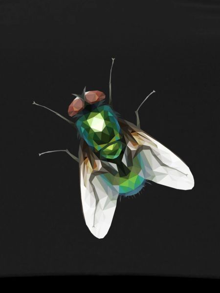 Fly