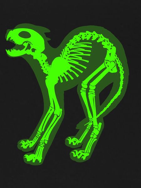 Skeleton Cat
