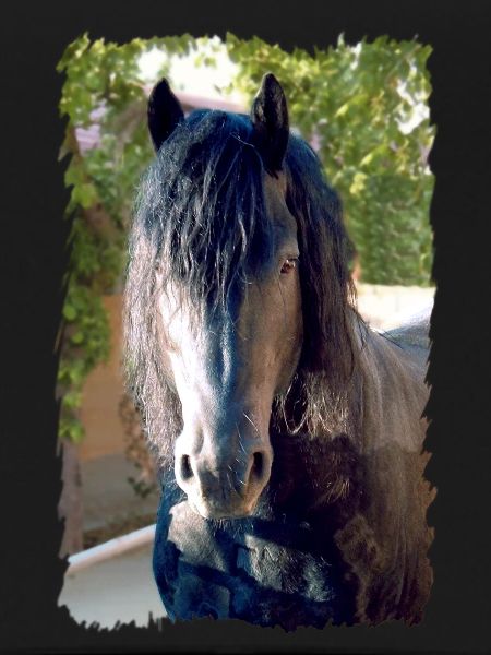 Cheval frison