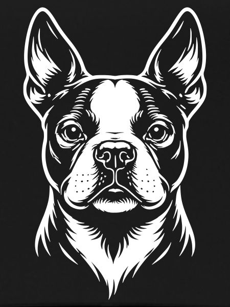 Boston Terrier Head