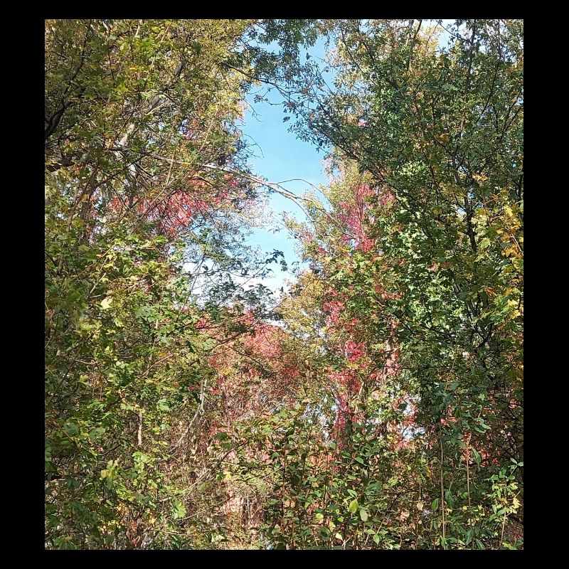 Herbstwald