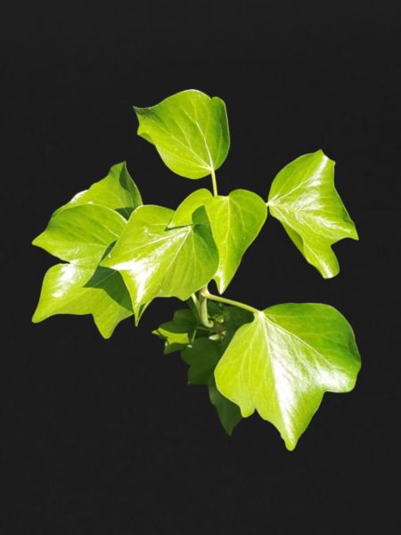 Ivy – Evergreen connection