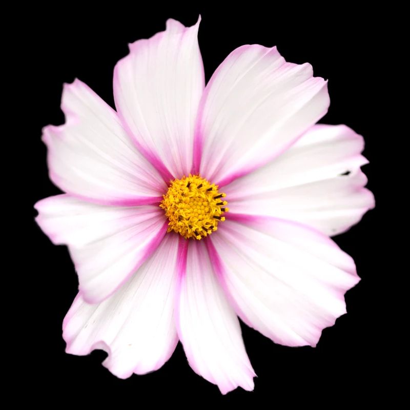 Fleur blanche
