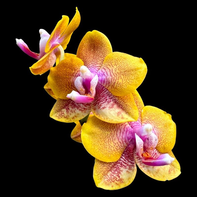 Orchideenblüte Phalaenopsis Sogo Lawrence Blüten 2