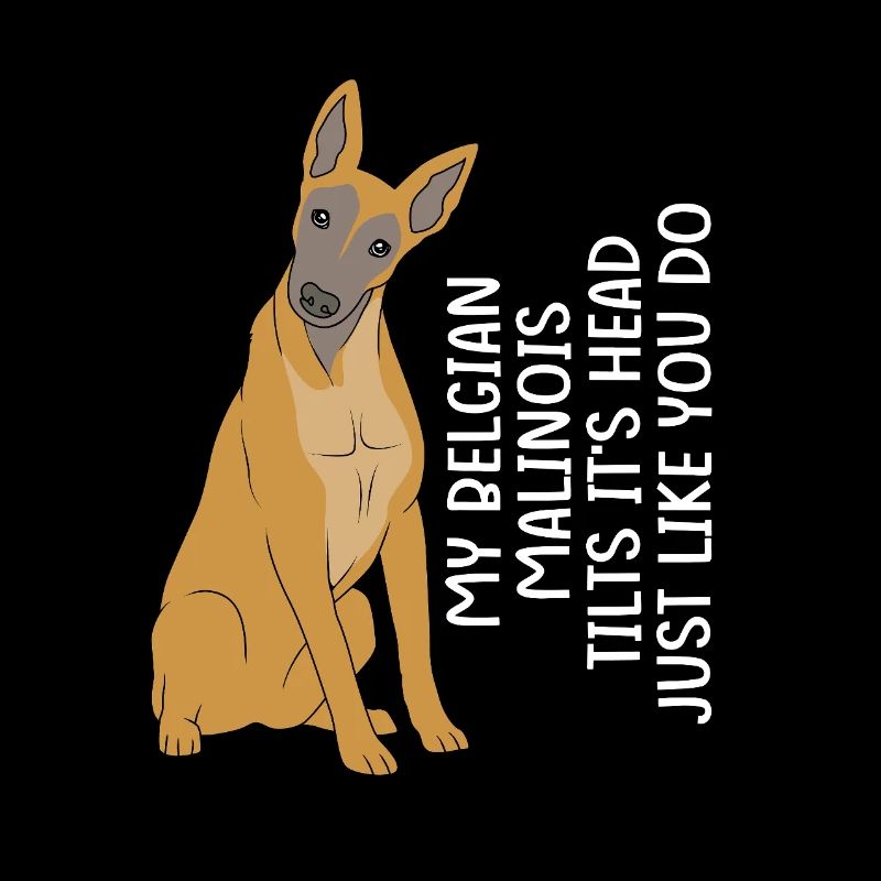 Malinois belge