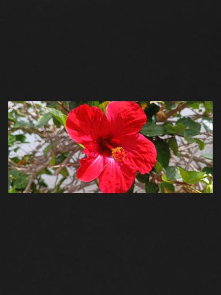 Fleur canarienne