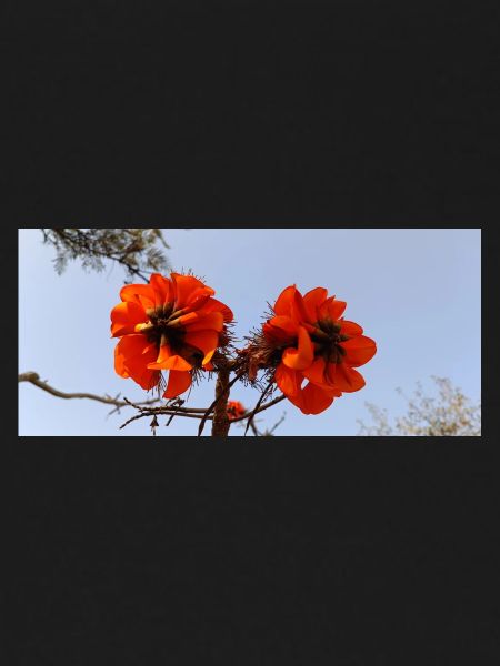 Fleurs canariennes