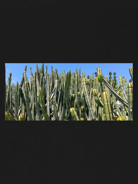 Canarian cactus