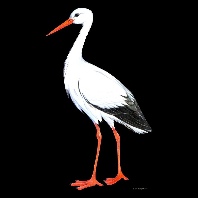 cigogne