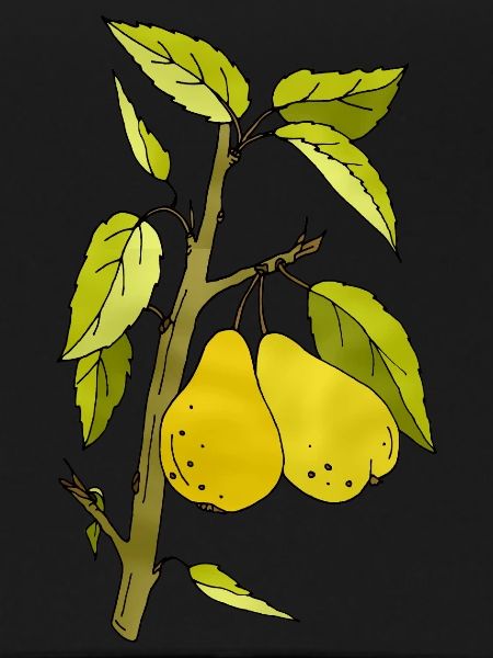 Pears