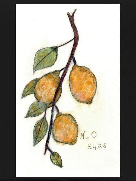 Citronnier