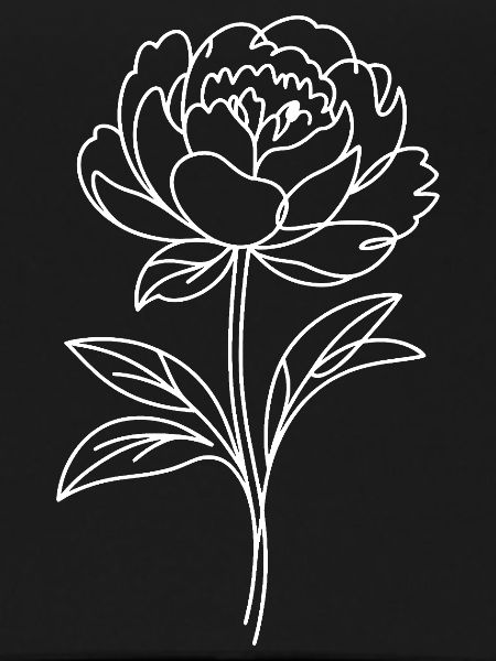 Peonies Line Study