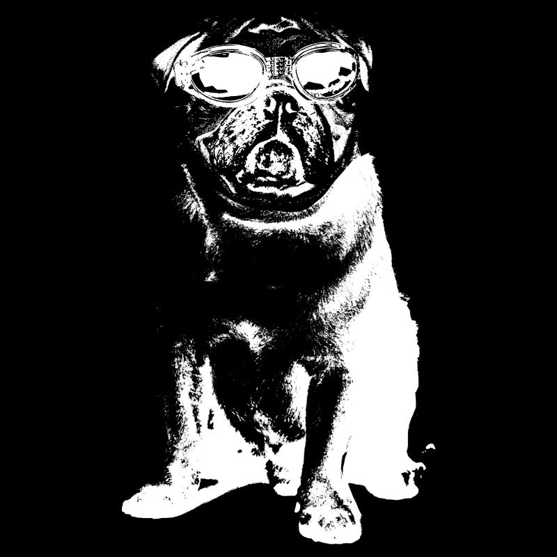 Mops mit Sonnenbrille in weiß