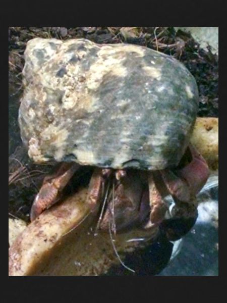 Hermit crab