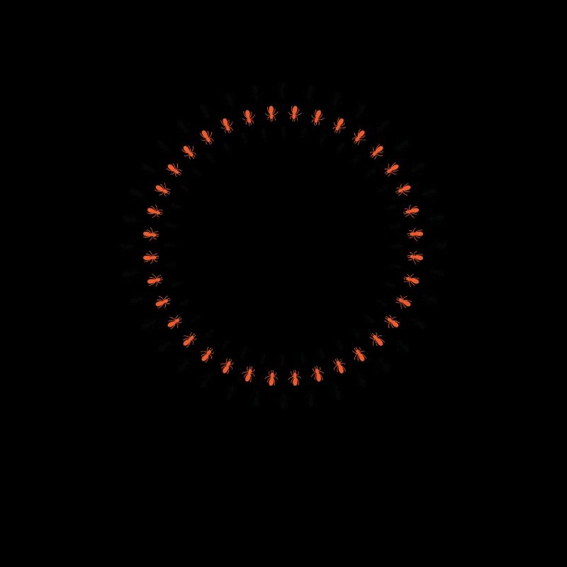 Formation de cercles de fourmis Insectes rampants