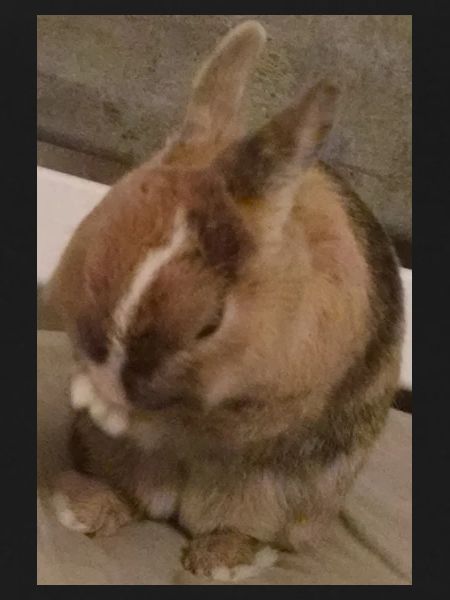 Rabbit
