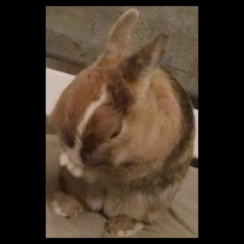 Kaninchen