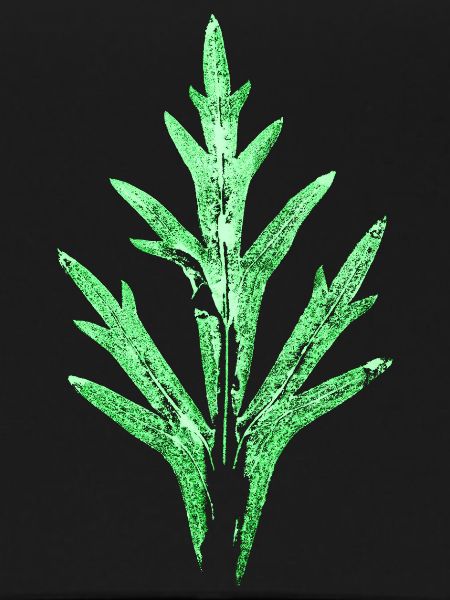 Blatt / Rittersporn - Garten & Natur