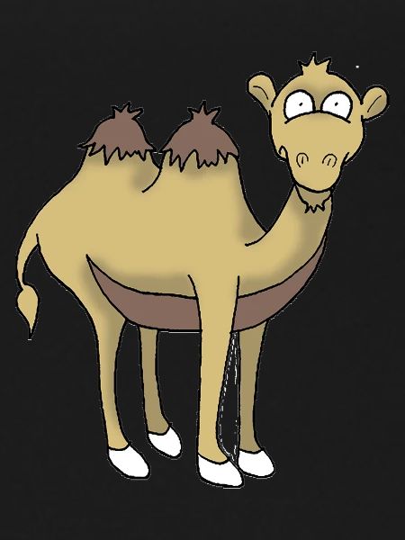 Camel