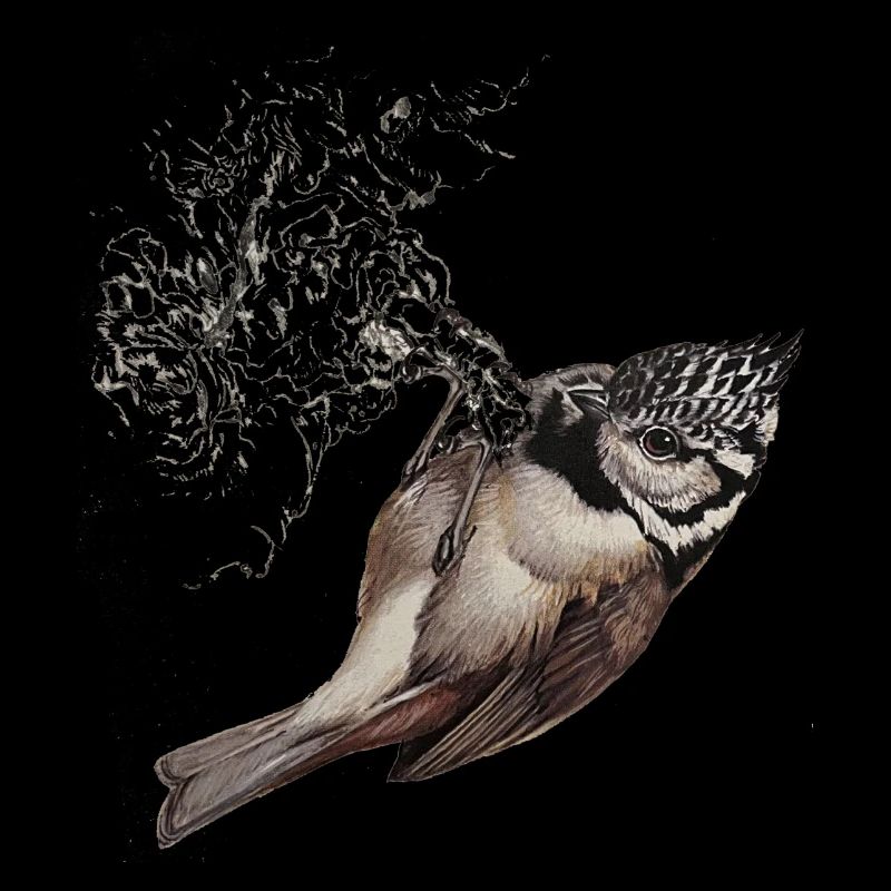 Crested Tit Drawing