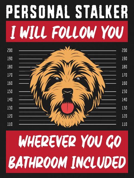 Chow Chow Dog