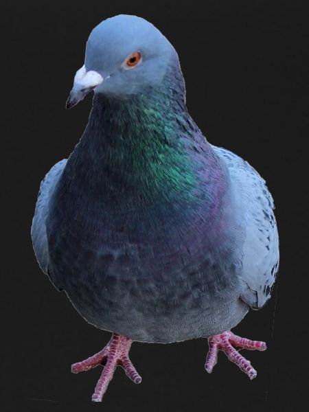 Dove, Bird