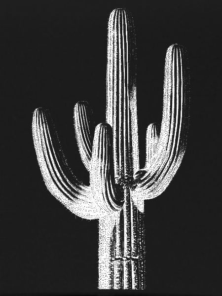 Desert Cactus Line Art