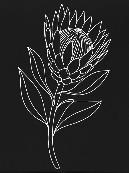 Protea Line Study on Black