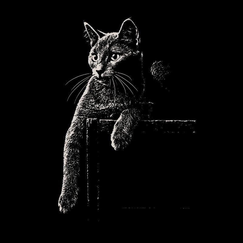 Karthäuser Katze