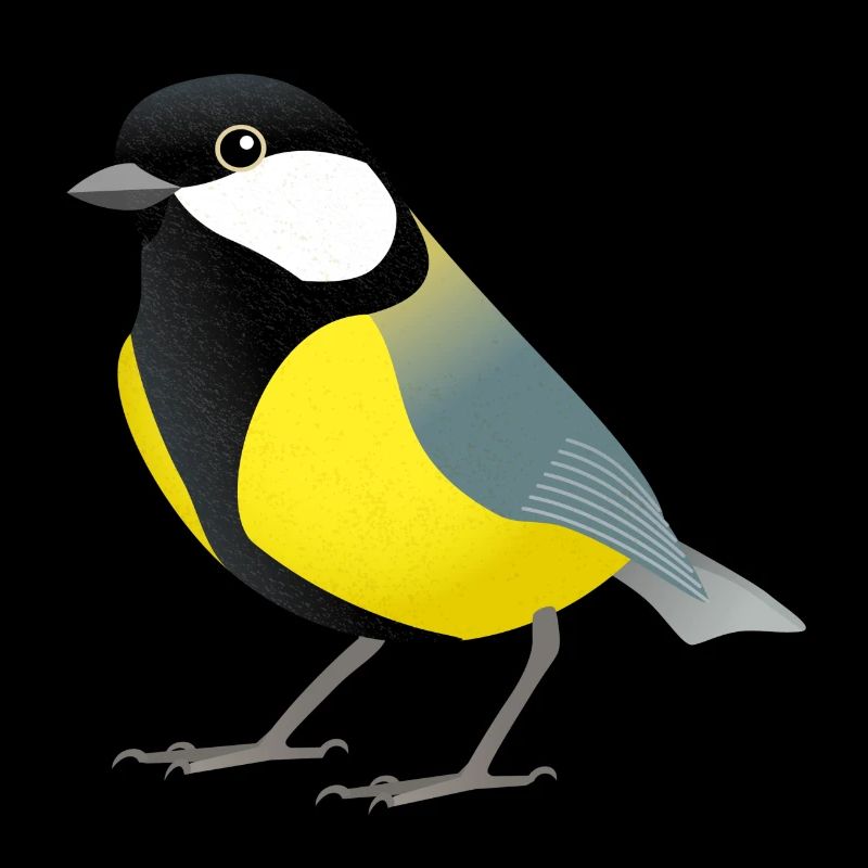Mésange du chou