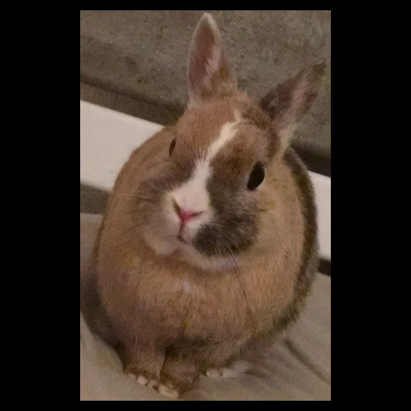 Kaninchen