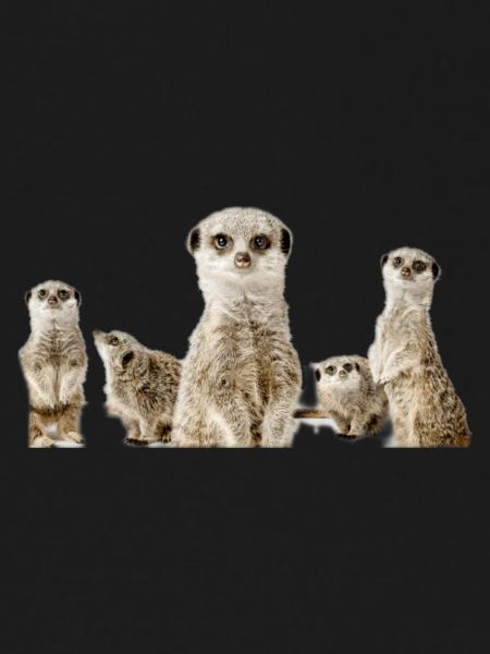 Erdmännchen