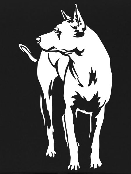 Thai Ridgeback "Black Edition"