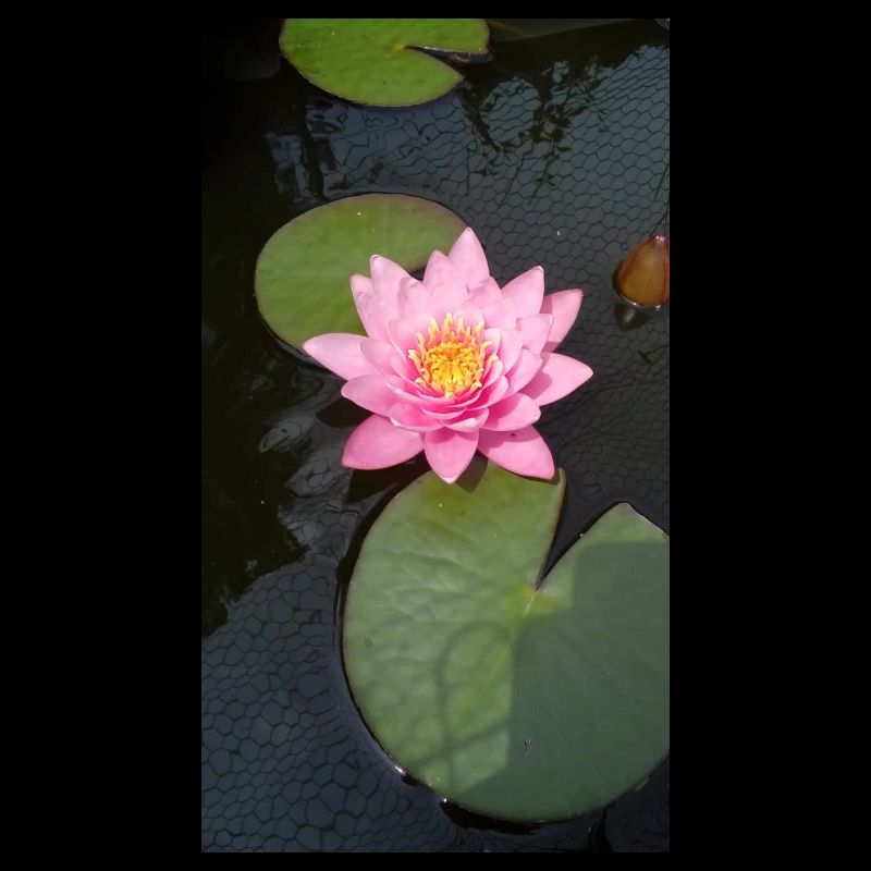 Nénuphar