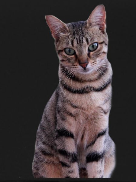 Cat Kitten