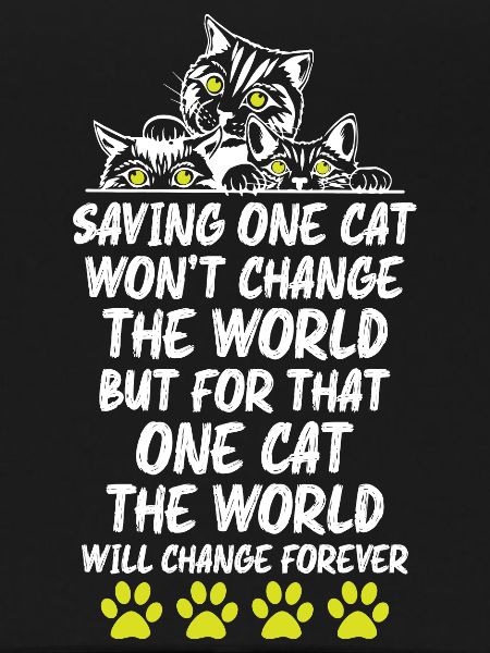 Cats Lover