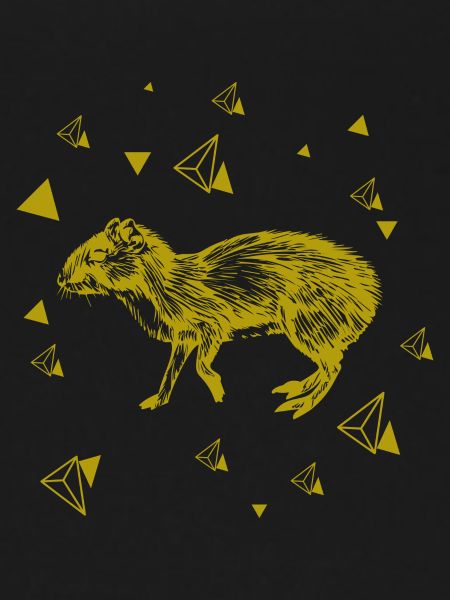 Rat - rongeur