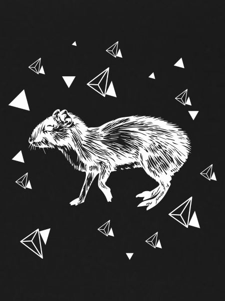 Rat - rodent