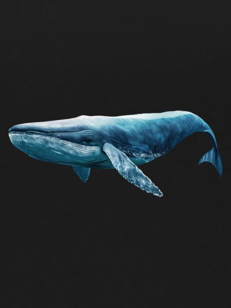Blue whale