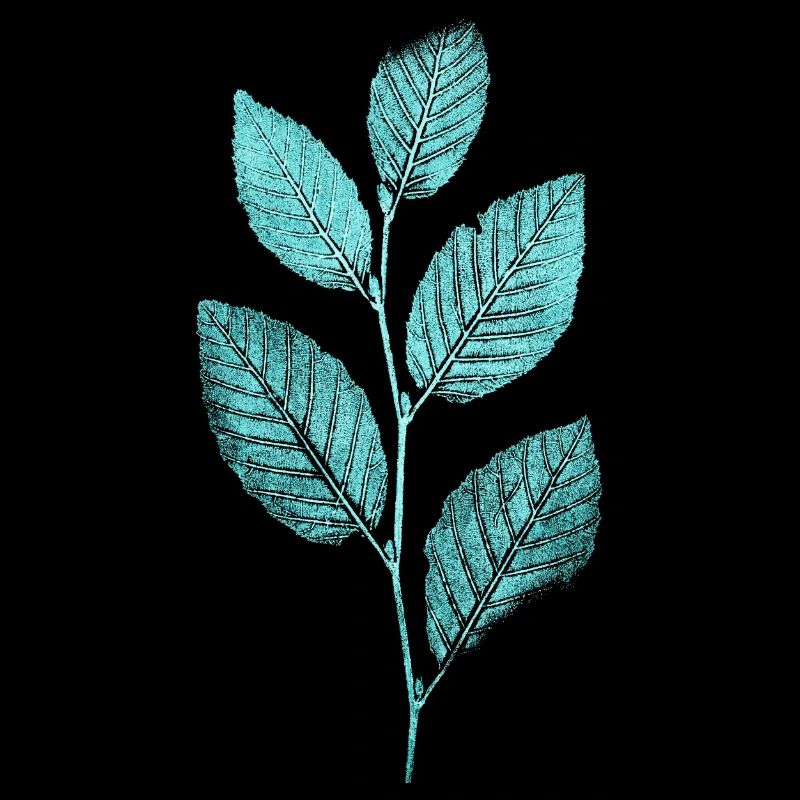 Branche de feuilles / hêtraies