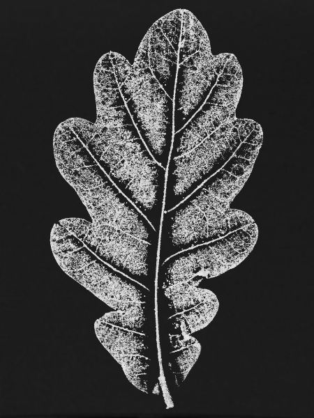 Blatt EICHE / Eichenblatt WEISS
