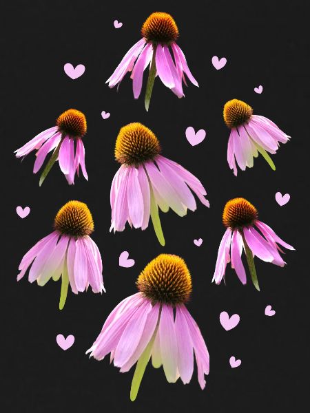 Sonnenhut Coneflower