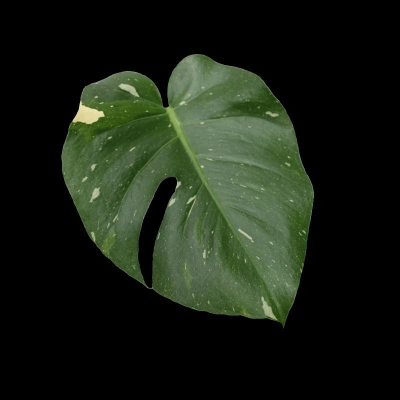 Monstera leaf