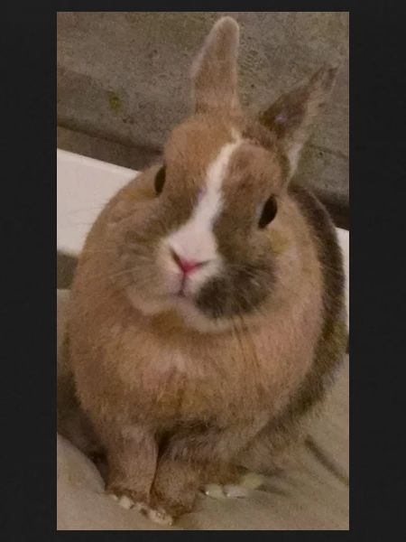 Rabbit