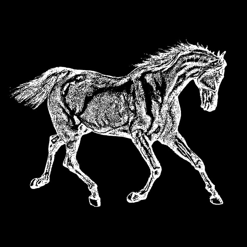 Pferd weiß