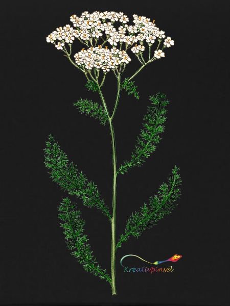 Yarrow