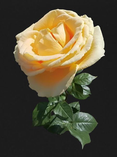 TEA ROSE