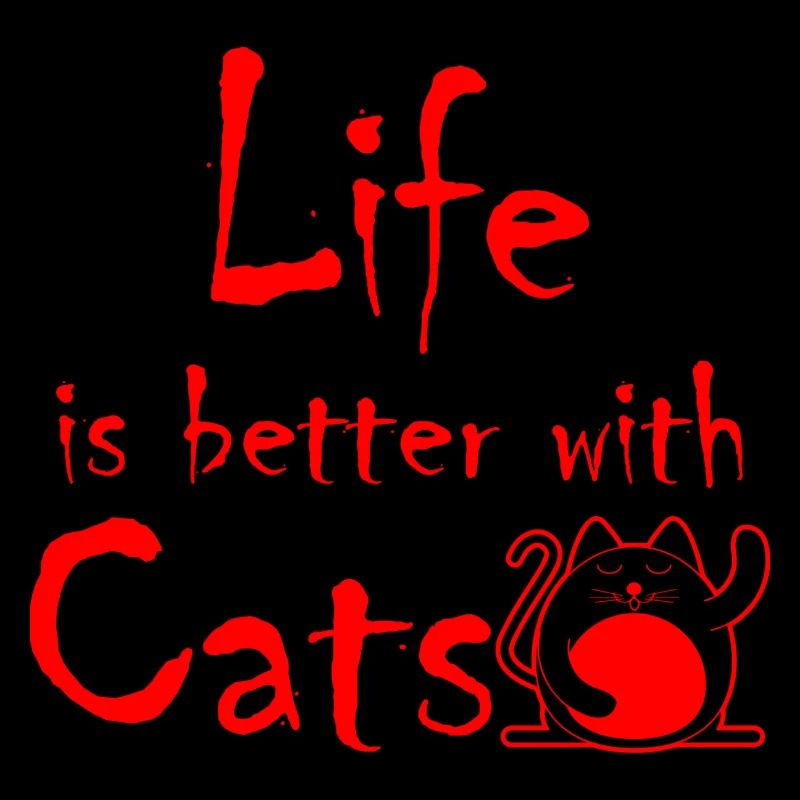 Cat Katze