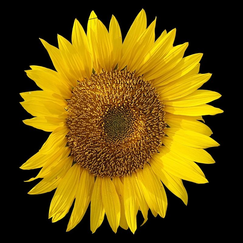 Tournesol