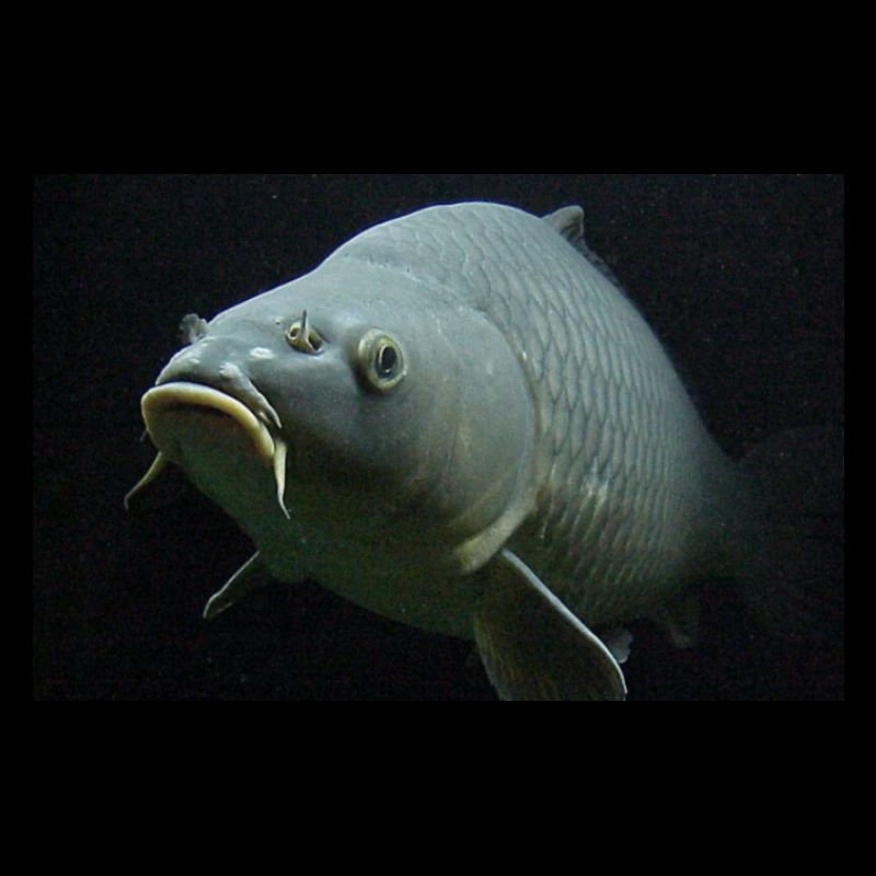 la pêche carpe